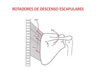 ROTADORES DE DESCENSO ESCAPULARES
 