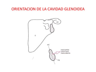 ORIENTACION DE LA CAVIDAD GLENOIDEA
 