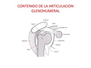 CONTENIDO DE LA ARTICULACION
      GLENOHUMERAL
 