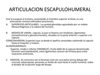 ARTICULACION ESCAPULOHUMERAL
Une la escapula al humero, conectando el miembro superior al tórax, es una
   articulación sinovial esferoidea (enartrosis).
A. SUPERFICIES ARTICULARES.- La cavidad glenoidea agrandada por un rodete
     fibrocartilaginoso y la cabeza del humero.

B.  MEDIOS DE UNION.- capsula, la que se faxiona con tendones; ligamentos
    (coracohumeral y glenohumerales), situados en la parte anterior y superior a la
    capsula.
CORACOHUMERAL (superior) que va desde el apofisis coracoides cubriendo la capsula
    hasta el troquiter y troquin.
GLENOHUMERALES:
   Superior, medio e inferior (FARABEUF). Punto débil de la capsula denominado
    foramen oval (weitbretch), estos ligamentos carecen de firmeza para evitar
    luxaciones anteriores.

C. SINOVIAL. Se comunica con el foramen oval con una bolsa serosa debajo del
    musculo subescapular, presenta un fondo de saco hasta el cuello humeral, rodea
    el tendón de la porción larga del bíceps.
 