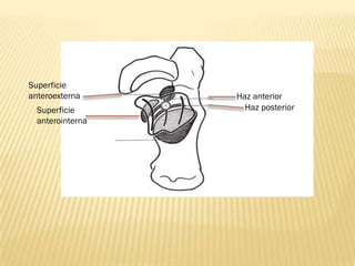 Superficie
anteroexterna     Haz anterior
  Superficie        Haz posterior
  anterointerna
 