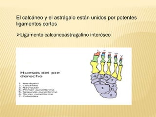 El calcáneo y el astrágalo están unidos por potentes
ligamentos cortos

Ligamento calcaneoastragalino interòseo
 
