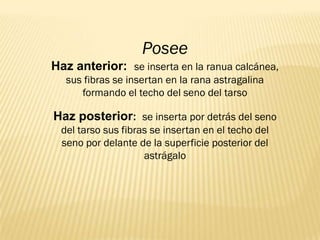Posee
Haz anterior: se inserta en la ranua calcánea,
   sus fibras se insertan en la rana astragalina
      formando el techo del seno del tarso

Haz posterior: se inserta por detrás del seno
  del tarso sus fibras se insertan en el techo del
  seno por delante de la superficie posterior del
                     astrágalo
 