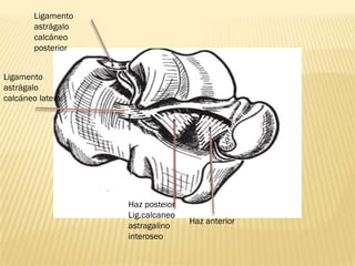 Ligamento
        astrágalo
        calcáneo
        posterior


Ligamento
astrágalo
calcáneo lateral




                    Haz posteior
                    Lig.calcaneo
                                   Haz anterior
                    astragalino
                    interoseo
 