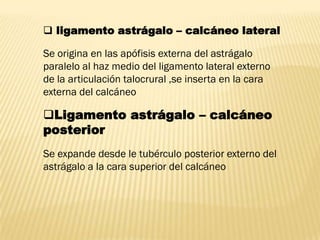  ligamento astrágalo – calcáneo lateral

Se origina en las apófisis externa del astrágalo
paralelo al haz medio del ligamento lateral externo
de la articulación talocrural ,se inserta en la cara
externa del calcáneo

Ligamento astrágalo – calcáneo
posterior
Se expande desde le tubérculo posterior externo del
astrágalo a la cara superior del calcáneo
 