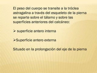 El peso del cuerpo se transite a la tróclea
astragalina a través del esqueleto de la pierna
se reparte sobre el tálamo y sobre las
superficies anteriores del calcáneo:

 superficie antero interna

Superficie antero externa

Situado en la prolongación del eje de la pierna
 
