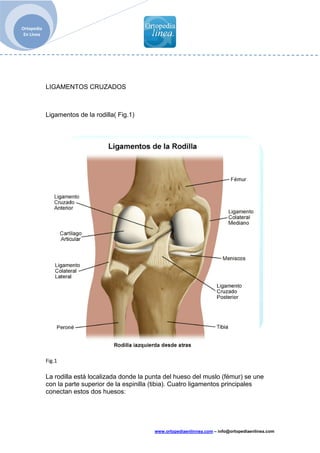  
 
www.ortopediaenlinnea.com – info@ortopediaenlinea.com
Ortopedia 
En Línea 
 
LIGAMENTOS CRUZADOS
Ligamentos de la rodilla( Fig.1)
 
 
Fig.1 
La rodilla está localizada donde la punta del hueso del muslo (fémur) se une
con la parte superior de la espinilla (tibia). Cuatro ligamentos principales
conectan estos dos huesos:
 
