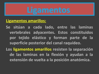 Ligamentos
Ligamentos amarillos:
Se sitúan a cada lado, entre las laminas
vertebrales adyacentes. Estos constituidos
por tejido elástico y forman parte de la
superficie posterior del canal raquídeo.
Los ligamentos amarillos resisten la separación
de las laminas en la flexión y ayudan a la
extensión de vuelta a la posición anatómica.
 