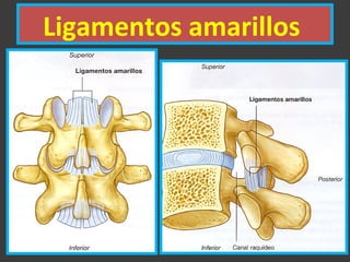 Ligamentos amarillos
 
