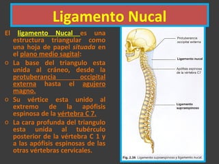 Ligamento Nucal
El ligamento Nucal es una
estructura triangular como
una hoja de papel situada en
el plano medio sagital:
o La base del triangulo esta
unida al cráneo, desde la
protuberancia occipital
externa hasta el agujero
magno.
o Su vértice esta unido al
extremo de la apófisis
espinosa de la vértebra C 7.
o La cara profunda del triangulo
esta unida al tubérculo
posterior de la vértebra C 1 y
a las apófisis espinosas de las
otras vértebras cervicales.
 