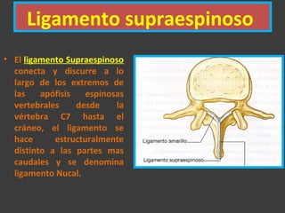 Ligamento supraespinoso
• El ligamento Supraespinoso
conecta y discurre a lo
largo de los extremos de
las apófisis espinosas
vertebrales desde la
vértebra C7 hasta el
cráneo, el ligamento se
hace estructuralmente
distinto a las partes mas
caudales y se denomina
ligamento Nucal.
 