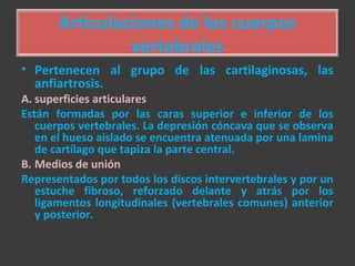Articulaciones de los cuerpos
vertebrales
• Pertenecen al grupo de las cartilaginosas, las
anfiartrosis.
A. superficies articulares
Están formadas por las caras superior e inferior de los
cuerpos vertebrales. La depresión cóncava que se observa
en el hueso aislado se encuentra atenuada por una lamina
de cartílago que tapiza la parte central.
B. Medios de unión
Representados por todos los discos intervertebrales y por un
estuche fibroso, reforzado delante y atrás por los
ligamentos longitudinales (vertebrales comunes) anterior
y posterior.
 