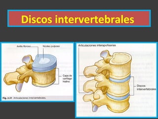 Discos intervertebrales
 