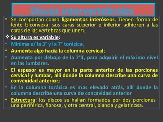 Discos intervertebrales
• Se comportan como ligamentos interóseos. Tienen forma de
lente biconvexa: sus caras superior e inferior adhieren a las
caras de las vertebras que unen.
 Su altura es variable:
• Mínima e/ la 3° y la 7° torácica,
• Aumenta algo hacia la columna cervical;
• Aumenta por debajo de la 7°T, para adquirir el máximo nivel
en las lumbares.
• El espesor es mayor en la parte anterior de las porciones
cervical y lumbar, allí donde la columna describe una curva de
convexidad anterior;
• En la columna torácica es mas elevado atrás, allí donde la
columna describe una curva de concavidad anterior
• Estructura: los discos se hallan formados por dos porciones
una periférica, fibrosa, y otra central, blanda y gelatinosa.
 