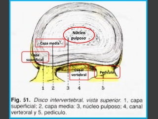 Núcleo
pulposo
Capa
superficial
Capa media
Canal
vertebral
Pedículo
 