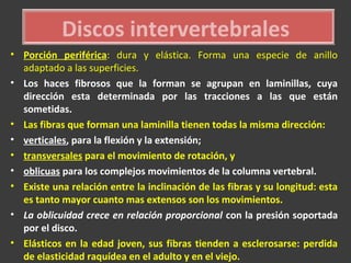Discos intervertebrales
• Porción periférica: dura y elástica. Forma una especie de anillo
adaptado a las superficies.
• Los haces fibrosos que la forman se agrupan en laminillas, cuya
dirección esta determinada por las tracciones a las que están
sometidas.
• Las fibras que forman una laminilla tienen todas la misma dirección:
• verticales, para la flexión y la extensión;
• transversales para el movimiento de rotación, y
• oblicuas para los complejos movimientos de la columna vertebral.
• Existe una relación entre la inclinación de las fibras y su longitud: esta
es tanto mayor cuanto mas extensos son los movimientos.
• La oblicuidad crece en relación proporcional con la presión soportada
por el disco.
• Elásticos en la edad joven, sus fibras tienden a esclerosarse: perdida
de elasticidad raquídea en el adulto y en el viejo.
 