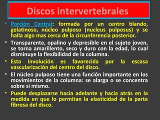 Discos intervertebrales
• Porción Central: formada por un centro blando,
gelatinoso, núcleo pulposo (nucleus pulposus) y se
halla algo mas cerca de la circunferencia posterior.
• Transparente, opalino y depresible en el sujeto joven,
se torna amarillento, seco y duro con la edad, lo cual
disminuye la flexibilidad de la columna.
• Esta involución es favorecida por la escasa
vascularización del centro del disco.
• El núcleo pulposo tiene una función importante en los
movimientos de la columna: se alarga o se concentra
sobre si mismo.
• Puede desplazarse hacia adelante y hacia atrás en la
medida en que lo permitan la elasticidad de la parte
fibrosa del disco.
 