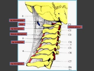 Lig. Atlantooccipital
Lig. Interespinoso
Lig. Cervical Post.
Vena
Lig. Interespinoso
Musculo Interespinoso
Arteria vertebral
 