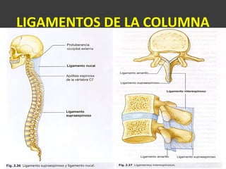 LIGAMENTOS DE LA COLUMNA
 