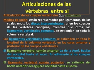 Articulaciones de las
vértebras entre si
Articulación de los cuerpos vertebrales Son anfiartrosis.
Medios de unión: están representados por ligamentos, de los
cuales unos, los discos intervertebrales, unen los cuerpos
de las vértebras contiguas, mientras que otros, los
ligamentos vertebrales comunes, se extienden en toda la
columna vertebral.
Los ligamentos vertebrales comunes se extienden en toda la
longitud de la columna vertebral, en las caras anterior y
posterior de los cuerpos vertebrales.
El ligamento vertebral común anterior va de la Apof. Basilar
del occipital hasta el sacro. Es adherente a los cuerpos
vertebrales.
El ligamento vertebral común posterior, se extiende del
borde anterior del agujero occipital hasta el sacro.
 