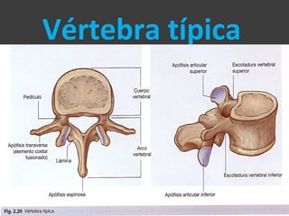 Vértebra típica
 