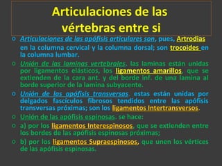 Articulaciones de las
vértebras entre si
o Articulaciones de las apófisis articulares son, pues, Artrodias
en la columna cervical y la columna dorsal; son trocoides en
la columna lumbar.
o Unión de las laminas vertebrales. las laminas están unidas
por ligamentos elásticos, los ligamentos amarillos, que se
extienden de la cara ant. y del borde inf. de una lamina al
borde superior de la lamina subyacente.
o Unión de las apófisis transversas. estas están unidas por
delgados fascículos fibrosos tendidos entre las apófisis
transversas próximas; son los ligamentos Intertransversos.
o Unión de las apófisis espinosas. se hace:
o a) por los ligamentos Interespinosos, que se extienden entre
los bordes de las apófisis espinosas próximas;
o b) por los ligamentos Supraespinosos, que unen los vértices
de las apófisis espinosas.
 