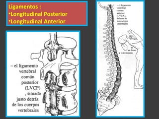 Ligamentos :
•Longitudinal Posterior
•Longitudinal Anterior
 