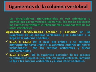 Ligamentos de la columna vertebral
Las articulaciones intervertebrales se ven reforzados y
mantenidas por numerosos ligamentos, los cuales pasan por
los cuerpos vertebrales e interconectan componentes de los
arcos vertebrales.
Ligamentos longitudinales anterior y posterior en las
superficies de los cuerpos vertebrales y se extienden a lo
largo de la columna vertebral.
 (L.L.A o L.C.A) De la base del cráneo y se extiende
inferiormente hasta unirse a la superficie anterior del sacro;
fusionándose con los cuerpos vertebrales y discos
intervertebrales.
 (L.L.P o L.C.P) De la superficie posterior de los cuerpos
vertebrales y tapiza la sup. ant. Del canal vertebral. También
se fija a los cuerpos vertebrales y discos intervertebrales.
 