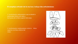 El complejo articular de la muñeca, incluye dos articulaciones 
1 la articulación radiocarpiana: que va desde la 
extremidad inferior del radio y 
los huesos de la hilera superior del carpo. 
2 la articulación mediocarpiana: entre la hilera 
superior y la hilera inferior del 
carpo. 
 