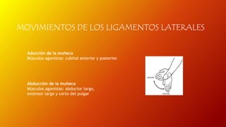 MOVIMIENTOS DE LOS LIGAMENTOS LATERALES 
Aducción de la muñeca 
Músculos agonistas: cubital anterior y posterior. 
Abducción de la muñeca 
Músculos agonistas: abductor largo, 
extensor largo y corto del pulgar 
 