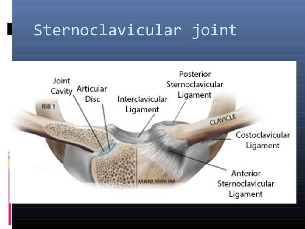 Joints of the upper limb by Dr. MemoOna Huzaifa