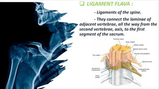 ligaments-bpt-pdf