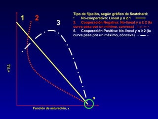 Función de saturación, v v/ [L] i 1 2 3 n Tipo de fijación, según gráfico de Scatchard: No-cooperativo: Lineal y n  ≥  1  Cooperación Negativa: No-lineal y n ≥ 2 (la  curva pasa por un mínimo, convexa) Cooperación Positiva: No-lineal y n ≥ 2 (la  curva pasa por un máximo, cóncava) 
