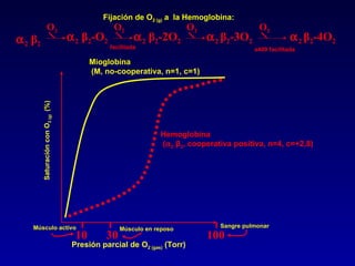Fijación de O 2 (g)  a  la Hemoglobina: Presión parcial de O 2 (gas)  (Torr) Saturación con O 2 (g)  (%) 10 30 100 Sangre pulmonar Músculo activo Músculo en reposo Mioglobina (M, no-cooperativa, n=1, c=1) Hemoglobina (  2   β 2 , cooperativa positiva, n=4, c=+2,8)  2   β 2  2   β 2 -O 2  2   β 2 -2O 2  2  β 2 -3O 2  2  β 2 -4O 2 O 2 O 2 O 2 O 2 facilitada x400 facilitada 
