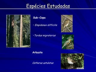Espécies Estudadas

  Sub-Copa

  • Empidonax difficilis



  •Turdus migratorius




  Arbusto


  Catharus ustulatus
 