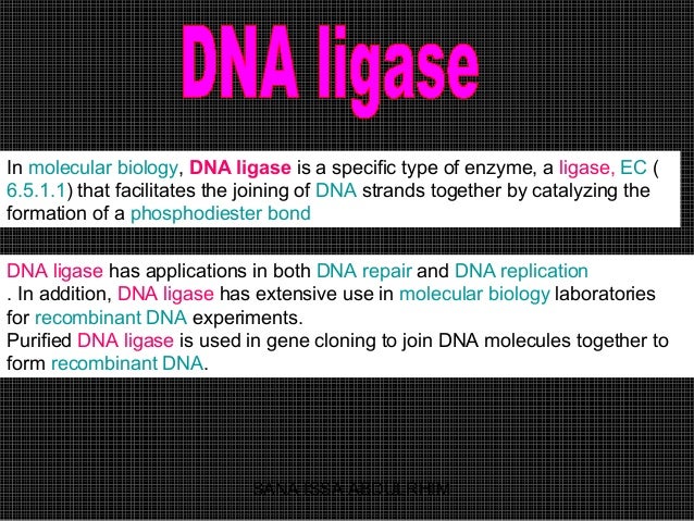 Ligase enzymes and DNA