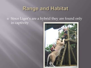  Since Liger’s are a hybrid they are found only
in captivity