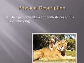  The liger looks like a lion with stripes and is
extremely big