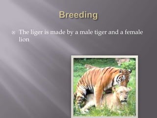  The liger is made by a male tiger and a female
lion