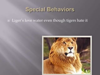  Liger’s love water even though tigers hate it