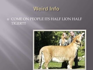  COME ON PEOPLE ITS HALF LION HALF
TIGER!!!!
