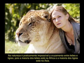 Na natureza é praticamente impossível o cruzamento entre leões e tigres, pois a maioria dos leões está na África e a maioria dos tigres está na Ásia. 