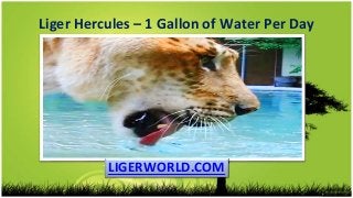 Liger Hercules – 1 Gallon of Water Per Day
LIGERWORLD.COM
 
