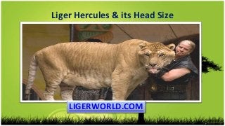 Liger Hercules & its Head Size
LIGERWORLD.COM
 