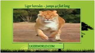 LIGERWORLD.COM
Liger hercules – jumps 40 feet long
 