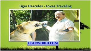Liger Hercules - Loves Traveling
LIGERWORLD.COM
 