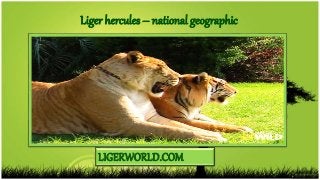 LIGERWORLD.COM
Liger hercules – national geographic
 