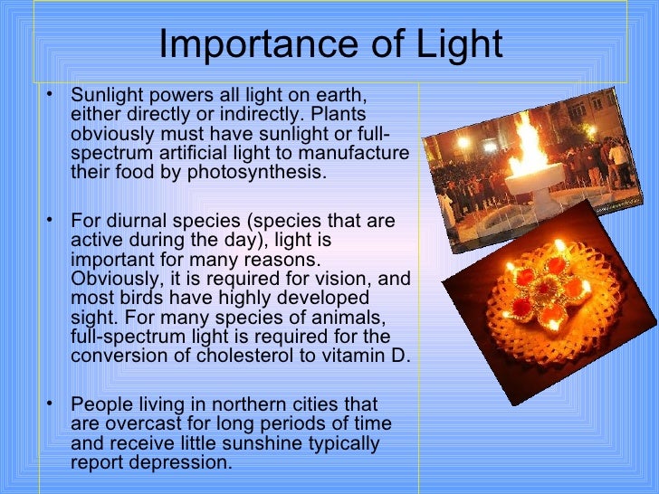 why is sunlight important to plants why is sunlight important to plants