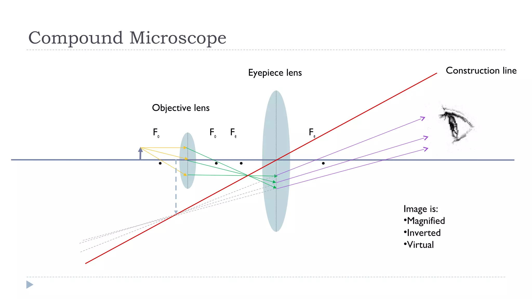 Compound Microscope
Construction line

Eyepiece lens
Objective lens
Fo

.

Fo

Fe

. .

Fe

.
Image is:
•Magnified
•Inverted
•Virtual

 