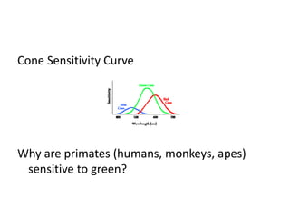 Cone Sensitivity Curve
Why are primates (humans, monkeys, apes)
sensitive to green?
 